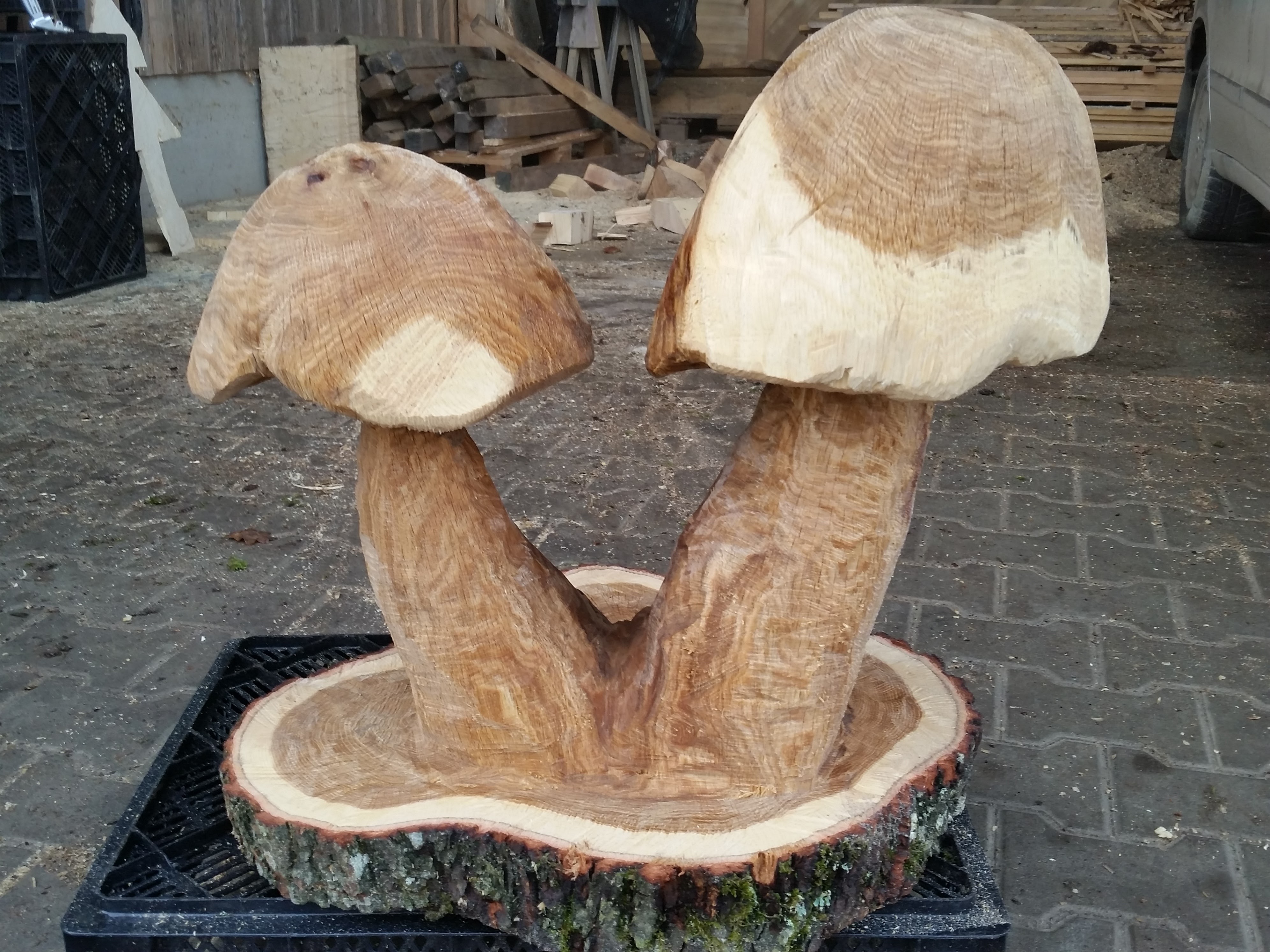 Pilz aus Eichenholz